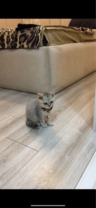 Серебристая шиншила