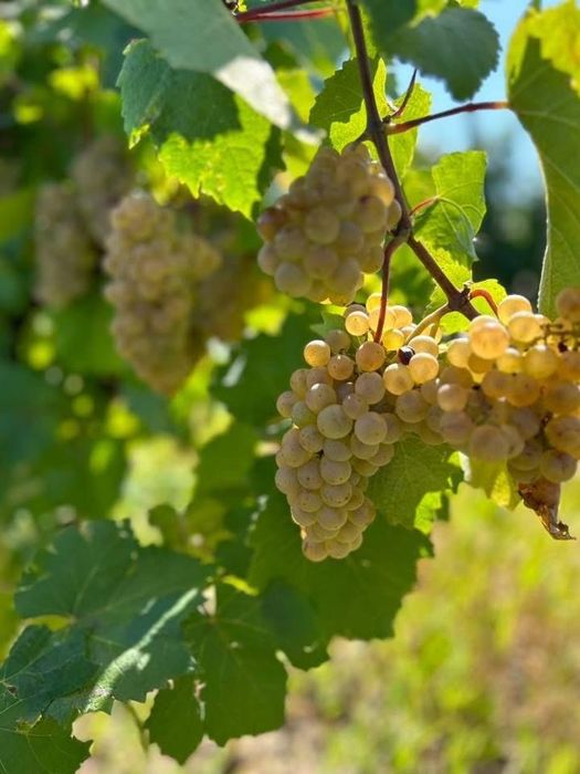 Vand struguri se vin Galati