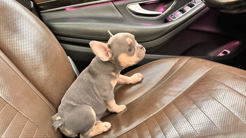 Френски булдог / Frenchie