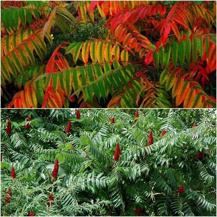 Puieti de Otetar rosu-Rhus Typhina