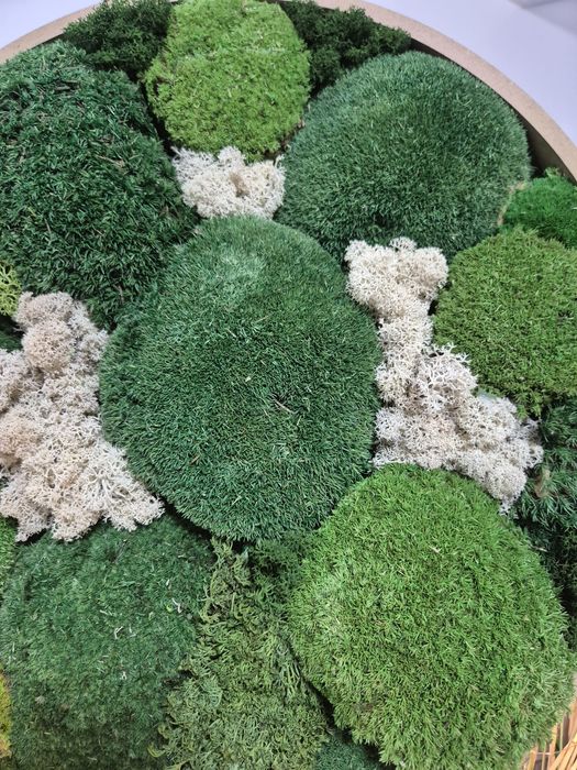 Tablou din muschi si licheni