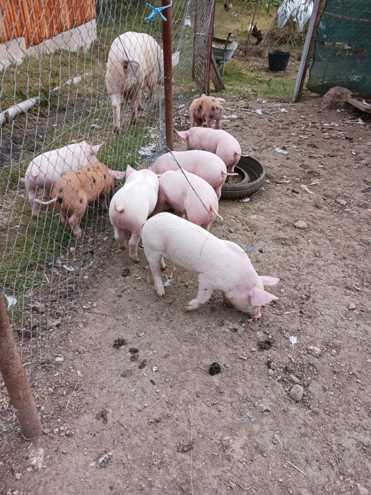 Fân Curat Bine Depozitat