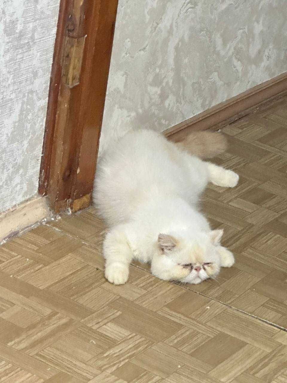 Продам кота порода Экзод
