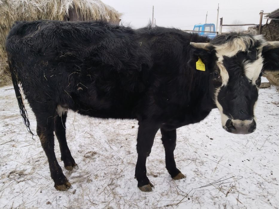 Продам тёлку на мясо