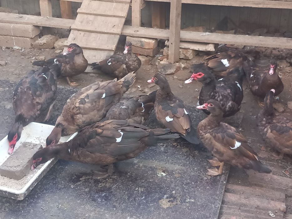 Rațe leșești Ciocolatii pentru reproducere