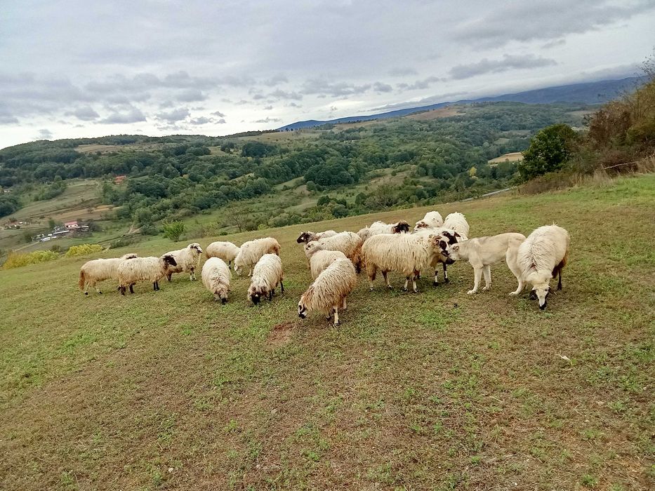 Oi și capre de vanzare