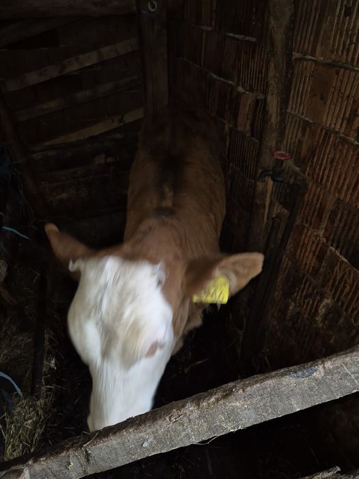 Vitea si vitel  Baltatii