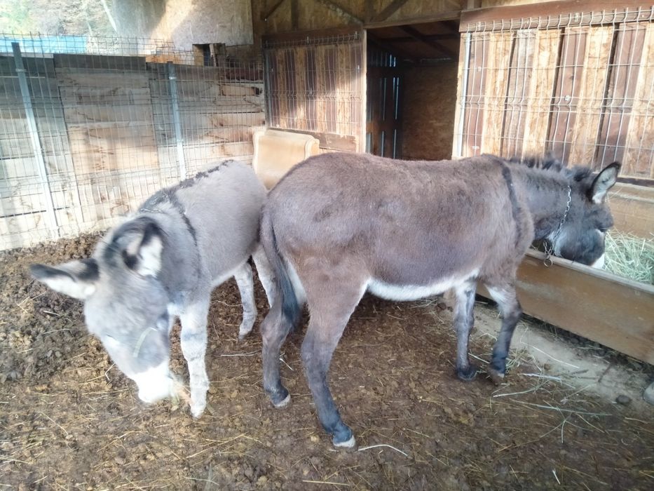 Măgar și măgăreața tineri