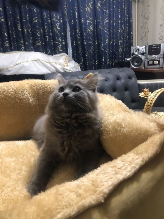 Британские котята