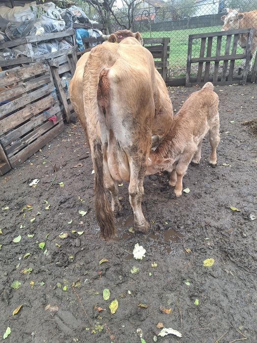 Vand vaca cu vițel de 2 săptămâni
