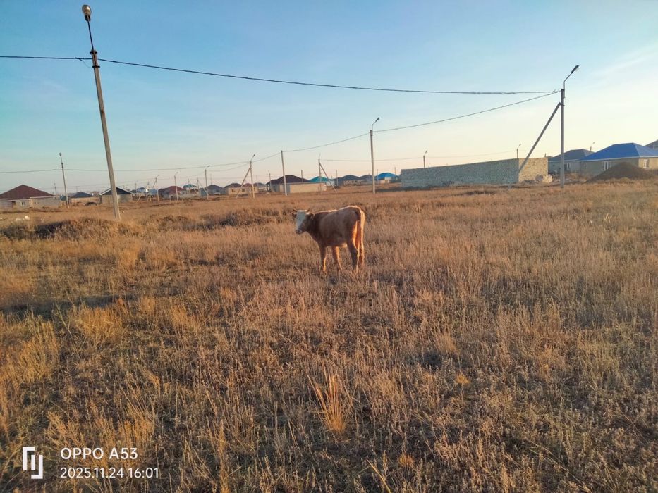 Тай кашар мен ургашы баспак сатылады