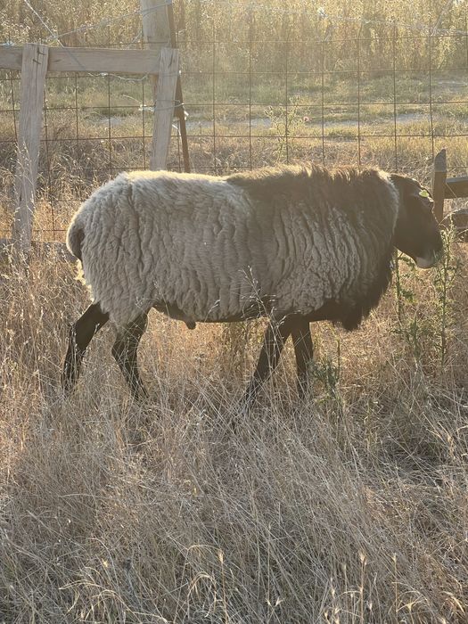 Oi rasa romanov pura