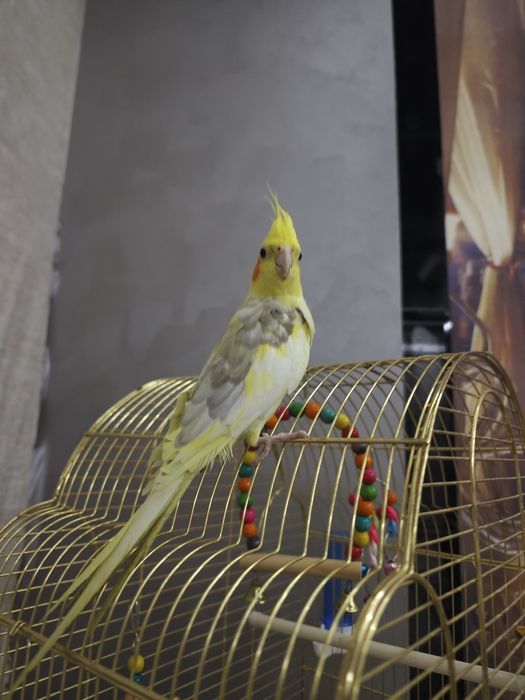 Karella nar oʻgʻil bola sotiladi