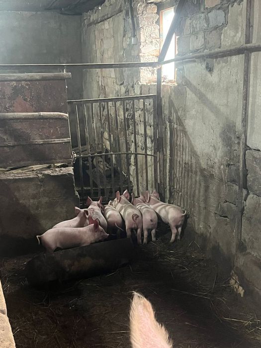 Продам месячных поросят