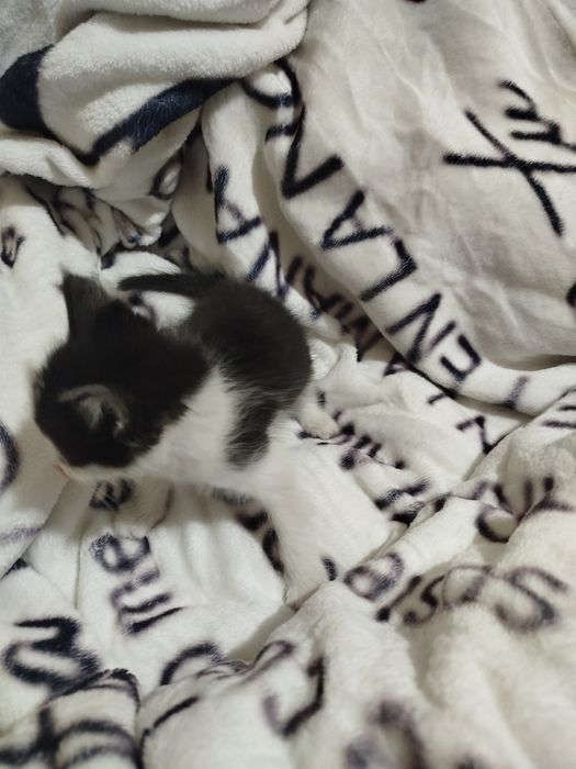 Отдам котят в хорошие руки