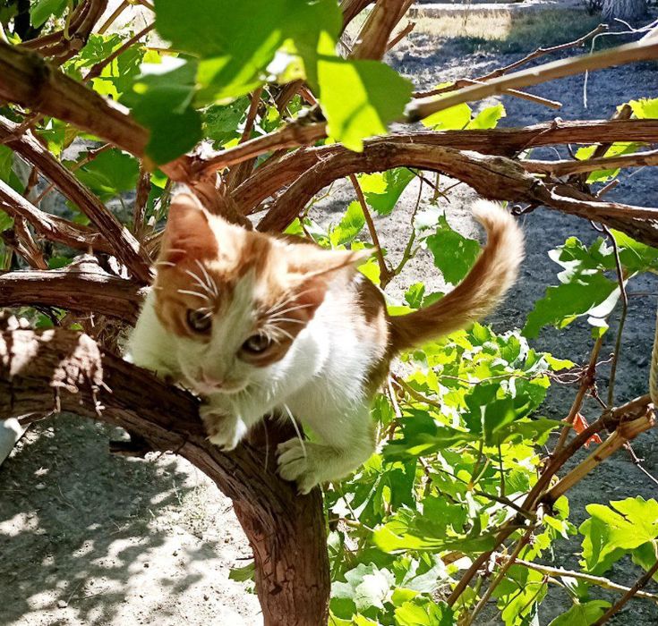 Котята,2 месяца(мальчики и девочки)