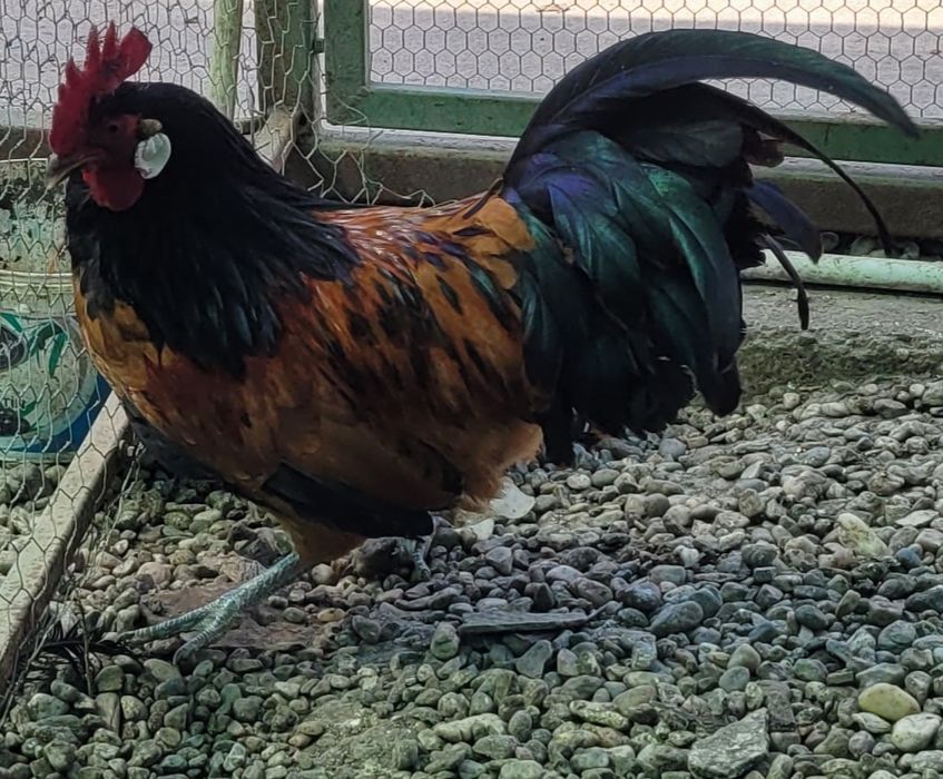 Vând cocoși austrolop și vorwerk