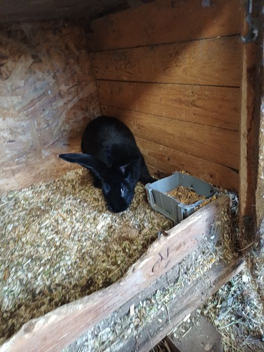 Vand femele urias pestri german