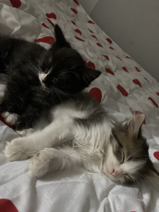 отдам котят даром