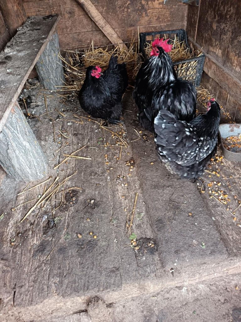 Vând doua gainușe și un cocoș