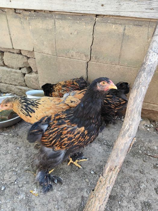 Brahma gold pui 1-4 luni