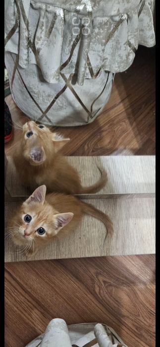 Отдам даром. Котёнок приучен к лотку, кушает сам, здоров.