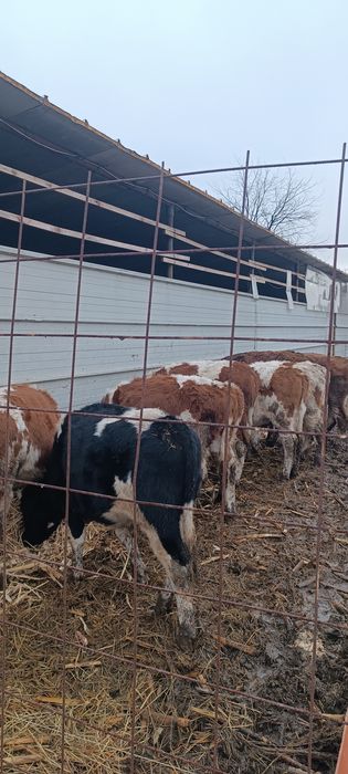 Vitei de vânzare,2 masculi și 11 femele.