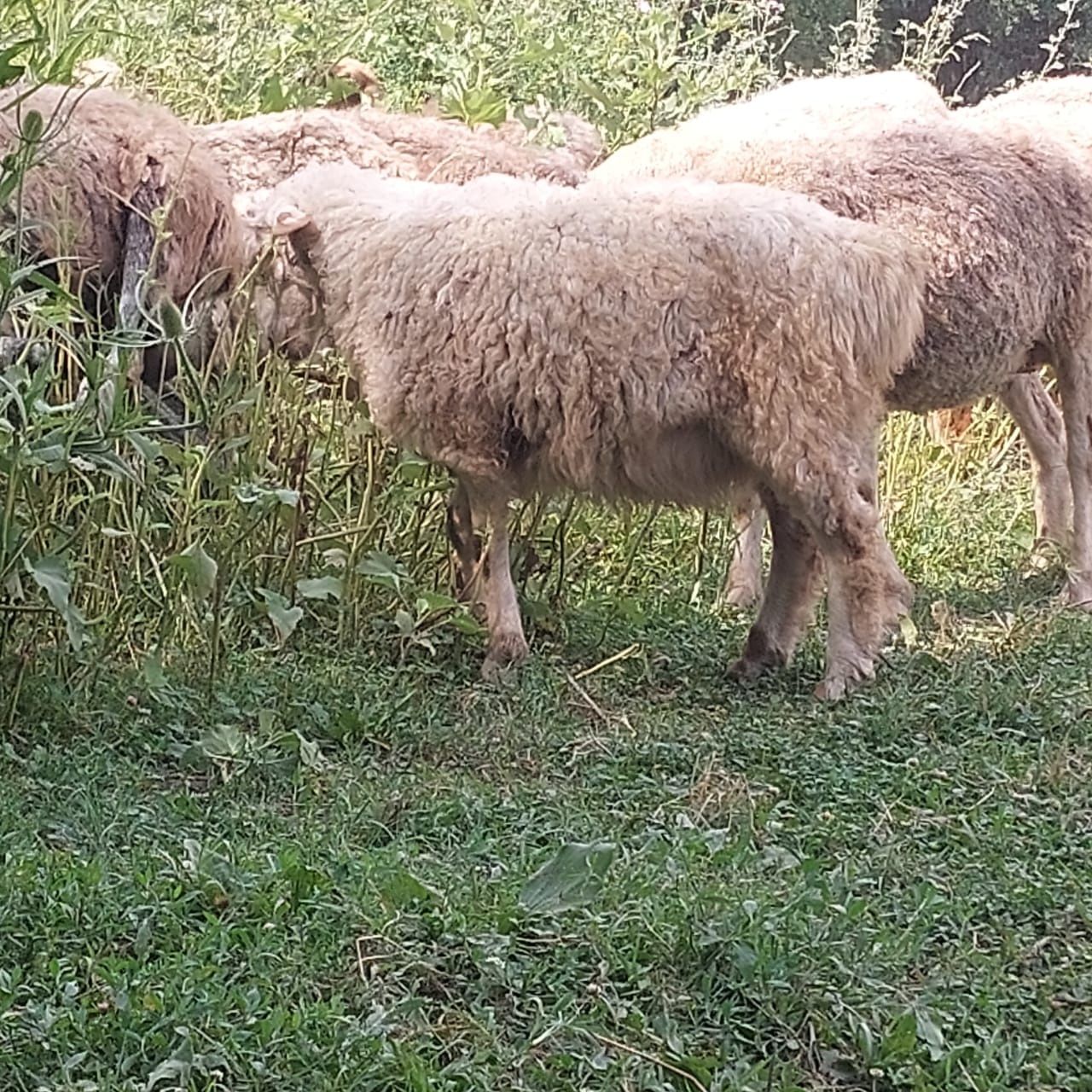 Қойлар , ешкілер