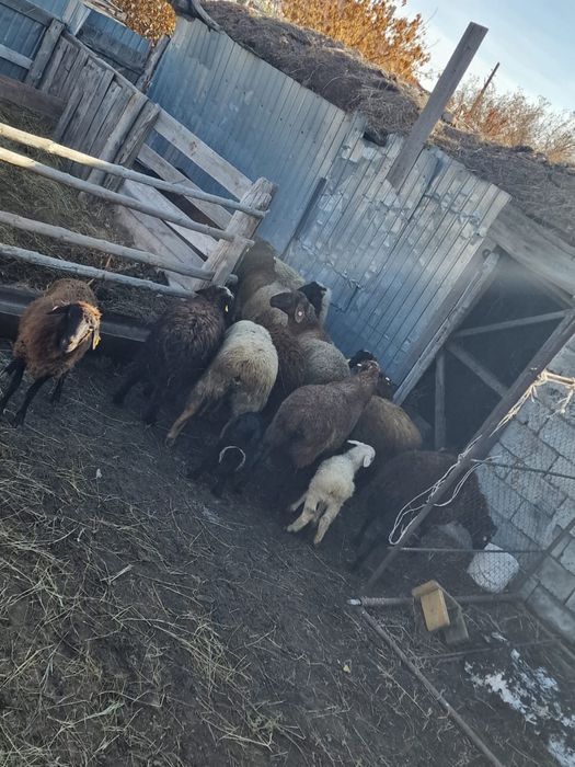 Козы козлята в количестве 13 грлов