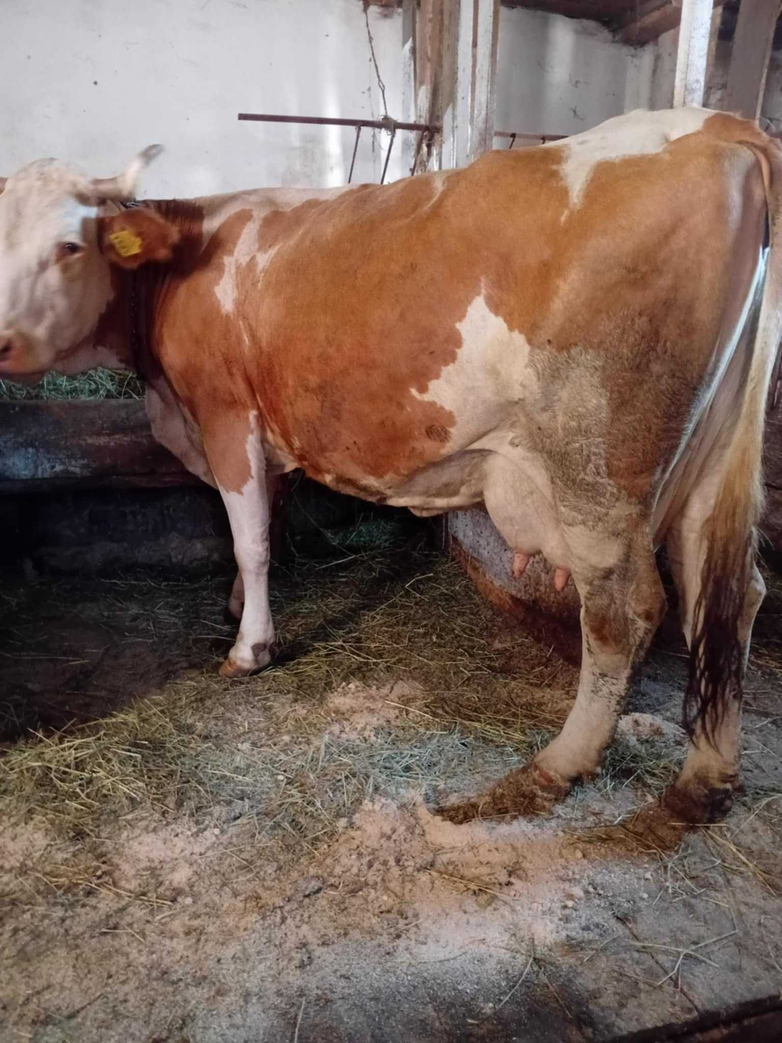 Vand doua vaci gestante in vicovu de sus