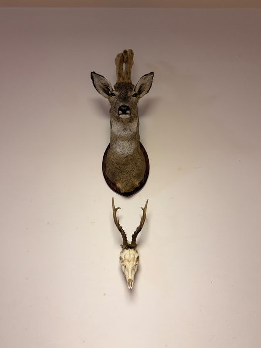 Препариран ловен трофей-сръндак