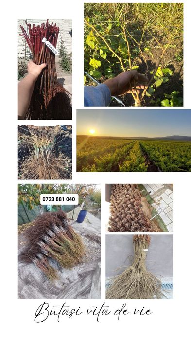 Butasi vita de vie și pomi fructiferi