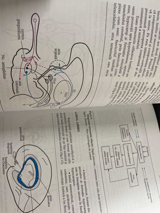 Tratat medicina Emisferele Cerebrale GH Petrovanu 1999 NOU rezidentiat