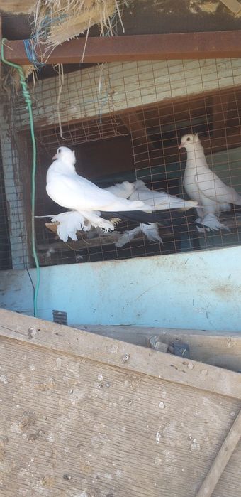 Продажа голуби образные черно хвосты бакинцы