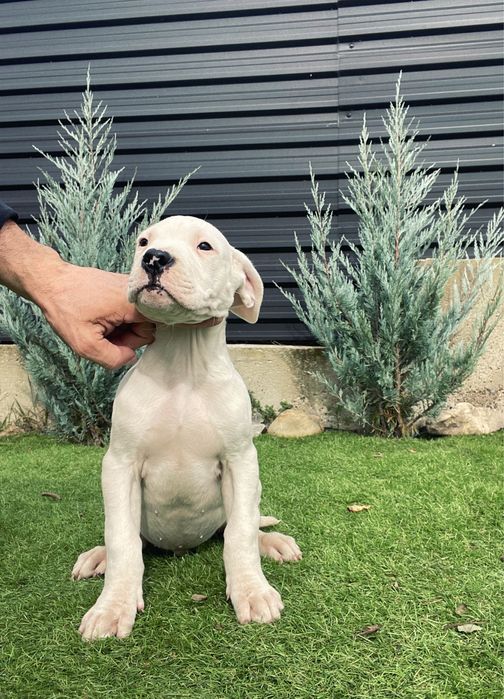 Dog Argentinian Dogo Argentino Pedigree
