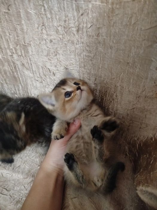 Продаются Британские золотые шиншиллы