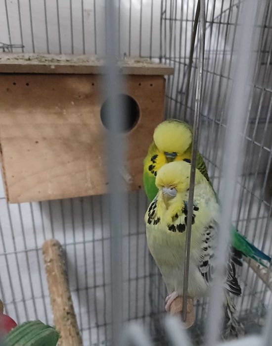 Pereche Peruși standard