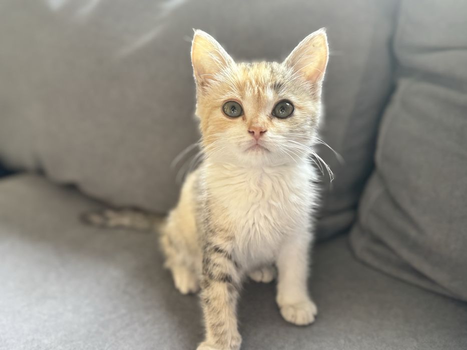 Котенок ( девочка)