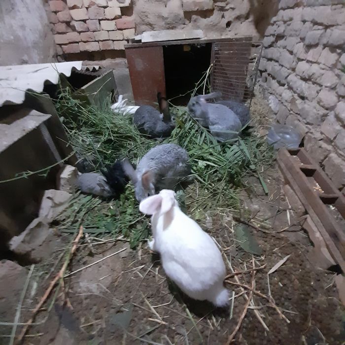 Продаю кроликов 5 месячные