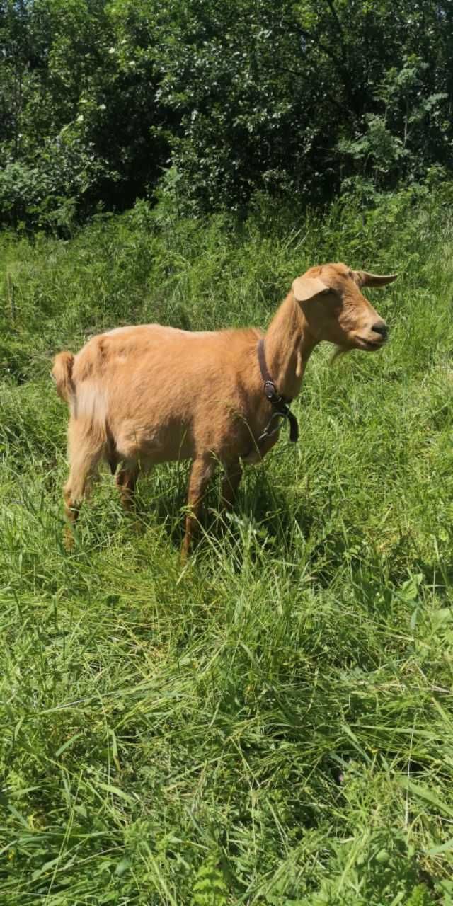 Кози и агнета за продажба