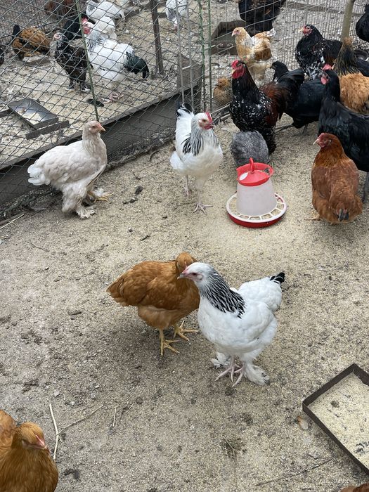 Pasari de rasa. Australorp, Plymouth Galben, Brahma