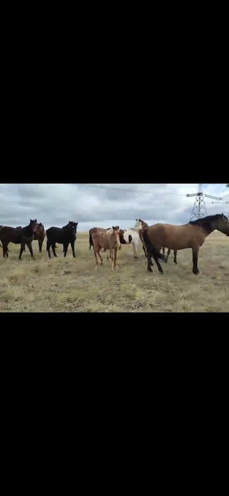 Жылқы сатылады, бір үйір