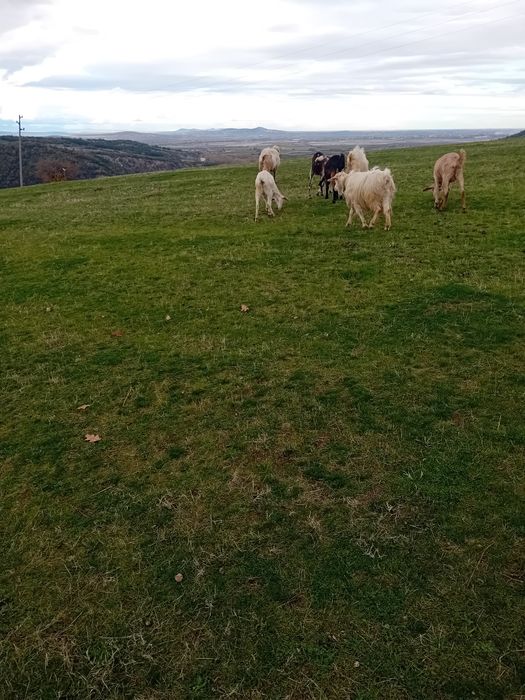 Кози и пръчове..