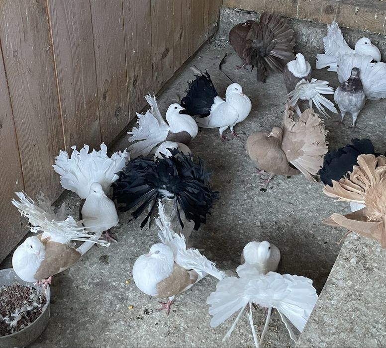 Porumbei voltați de vânzare