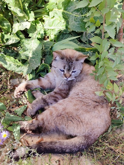 Котик ищет свою семью