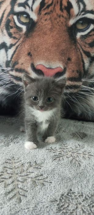 Отдам маленьких котят