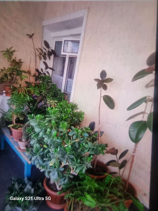 Комнатные растения