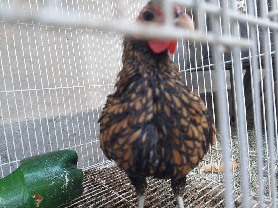 Zolotoy sibrayt jo'ja xo'rozchasi sotiladi