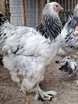 Familie brahma hd
