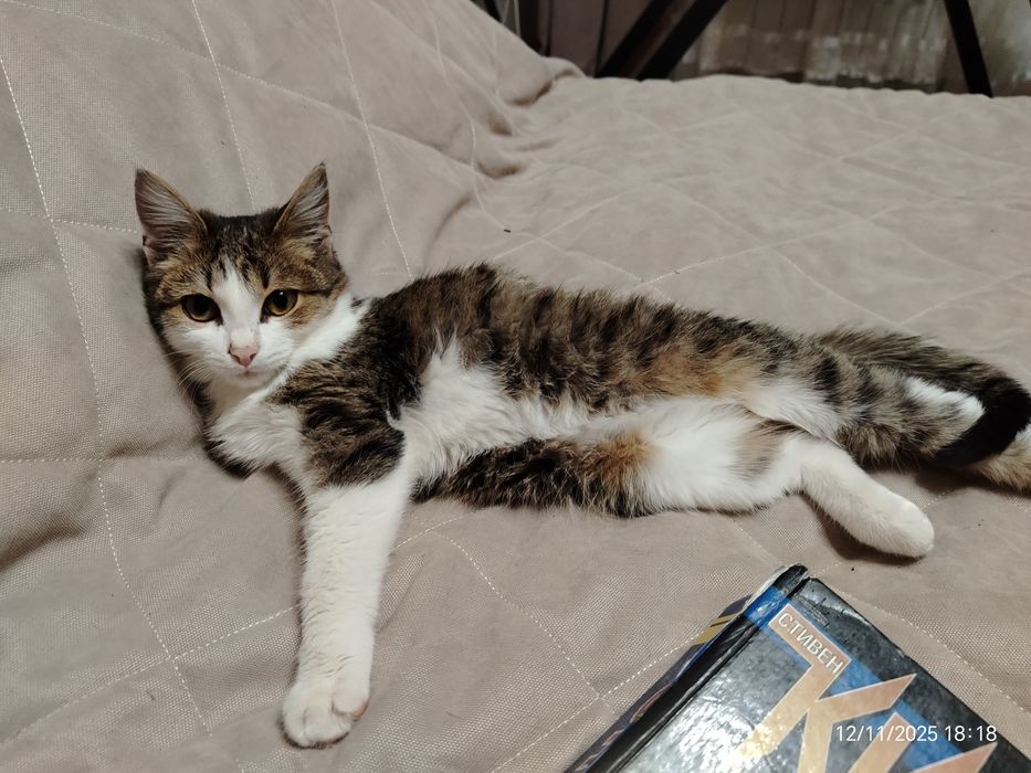 Мальчик Мурзик ок. 4 мес. В любящую, ответтвенную семью.